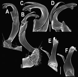 Figure 89. Orthomorpha lauta Golovatch, 1998, ♂ from Tham Khao Panomwang. A, B right gonopod, mesal and lateral views, respectively C-F distal part of right gonopod, mesal, lateral, suboral and suboral views, respectively. Scale bar: 0.2 mm.