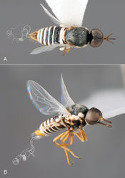 Figure 2. Iranotrichia insolita sp. n.: A. male, dorsal view [Morphbank 693172]; B, same, anterolateral view [Morphbank 693173]. Body length = 4.0 mm.