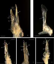 Figures 4−8. Mammamia profuga gen. n., sp. n., gonopods: 4 right gonopod, mesal view 5 left promerite, posterior view 6 left posterior gonopod, lateral view 7 left posterior gonopod, postero-lateral view 8 left posterior gonopod, posterior view. Abbreviations: a, b: opisthomerital processes a and b, f: flagellum, fu: furrow, l: lamella, mt: mesomerital process, o: opisthomerite, p: promerite, r: ridge. Scale bar: 0.1 mm.