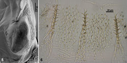 Figures 5–6. Acangaobitermes krishnai gen. et sp. n. 5 worker molar plate 6 enteric valve armature.