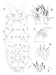 Figure 2. Ectonura monochaeta sp. n.; A dorsal chaetotaxy B Ant. III-IV dorsal side C tibiotarsus and praetarsus of leg I D furcal rest E male genital area.
