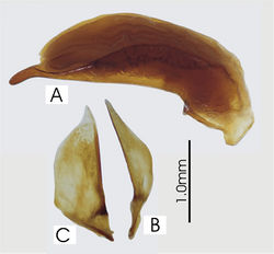 Figure 35. Male aedeagus of Euryabax colossus, holotype A right lateral view B right paramere C left paramere.