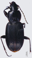 Figure 7. Habitus image, Pseudoceneus numeensis holotype.