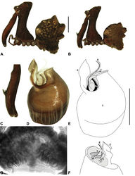 Figure 16. Austrarchaea harmsi sp. n. A–B, Cephalothorax and abdomen, lateral view: A, allotype female (QMB S90187) from Bunya Mountains National Park, Queensland; B, holotype male (QMB S90189) from Bunya Mountains National Park, Queensland. C, Holotype male chelicerae, lateral view, showing accessory setae. D–F, Holotype male pedipalp: D–E, bulb, retrolateral view; F, detail of distal tegular sclerites, prodistal view. G, Allotype female internal genitalia, dorsal view. C = conductor; E = embolus; Es = embolic sclerite; T = tegulum; (TS)1–3 = tegular sclerites 1–3. Scale bars: A–B = 1.0 mm; E = 0.2 mm.