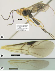 Figure 41. Cremnoptoides yui a lateral habitus b fore wing c hind wing.