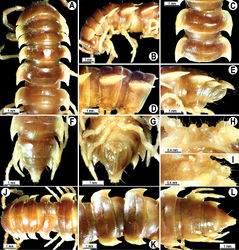 Figure 2. Orthomorpha beaumontii (Le Guillou, 1841), ♂ (A–I) and ♀ (J–L) syntypes of Orthomorpha hydrobiologica spinala Attems, 1932. A, B, J anterior part of body, dorsal, lateral and dorsal views, respectively C, D, K segments 10 and 11, dorsal, lateral and dorsal views, respectively E–G, L posterior part of body, lateral, dorsal, ventral and dorsal views, respectively H, I sternal cones between coxae 4, subcaudal and sublateral views, respectively.