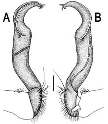 Figure 24. Orthomorpha subtuberculifera sp. n., ♂ holotype. A, B right gonopod, lateral and mesal views, respectively. Scale bar: 0.2 mm.
