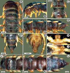 Figure 53. Orthomorpha zehntneri Carl, 1902, ♂ syntype (A–I), ♀ syntype (J–L). A, B, J anterior part of body, dorsal, lateral and dorsal views, respectively C, D, K segments 10 and 11, dorsal, lateral and dorsal views, respectively E–G, L posterior part of body, lateral, dorsal, ventral and dorsal views, respectively H, I sternal cones between coxae 4, subcaudal and sublateral views, respectively.