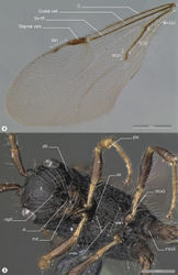 Figures 8–9. Decevania feitosai sp. n. Holotype, female. 8 left fore wing 9 head and mesosoma in ventral view. For terminology see the list in Material and methods. Scale in the figures.