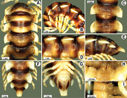 Figure 86. Orthomorpha lauta Golovatch, 1998, ♂ holotype. A, B anterior part of body, dorsal and lateral views, respectively C, D segments 10 and 11, dorsal and lateral views, respectively E–G posterior part of body, lateral, dorsal and ventral views, respectively H, I sternal cones between coxae 4, subcaudal and sublateral views, respectively.