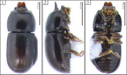 Figures 1–3. Habitus of Ceracis cassumbensis Antunes-Carvalho & Lopes-Andrade, sp. n., holotype. 1 Dorsal view 2 Lateral view 3 Ventral view.
