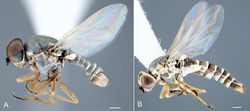 Figure 6. Heteromphrale blanca sp. n.: A male, lateral view 579920 B female, lateral view morphbank 579913. Scale line = 0.25 mm.