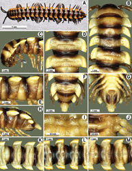 Figure 91. Orthomorpha insularis Pocock, 1895, ♂ from Doi Suthep National Park (A–J, M), ♂ from Phu Song National Park (K), ♂ from Palong Temple (L). A habitus, live coloration B, C anterior part of body, dorsal and lateral views, respectively D, E, K-M segments 10 and 11, dorsal, lateral, dorsal, dorsal and dorsal views, respectively F, G, H posterior part of body, dorsal, ventral and lateral views, respectively I, J sternal cones between coxae 4, subcaudal and sublateral views, respectively.