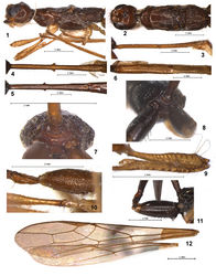 Figures 1–12. Stephanospathius ornatipes (Kieffer) (1–4, 6, 7, 9, 10, 12 – male; 5, 8, 11 – female) 1 head and mesosoma, lateral view 2 head and mesosoma, dorsal view 3 first tergite, lateral view 4, 5 first tergite, dorsal view 6 second-fifth tergites, dorsal view 7, 8 propodeum and propodeal bridge, posterior view 9 fore femur and tibia, inner view 10 hind coxa, trochanters and trochantellus and basal part of middle leg 11 hind coxa, trochanters and trochantellus 12 fore and hind wings.