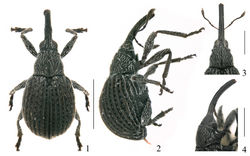 Figures 1–4. Pseudaspidapion botanicum Alonso-Zarazaga & Wang, sp. n. 1 male paratype, dorsal view 2 male paratype, lateral view 3 female paratype, head and rostrum, dorsal view 4 female paratype, head and rostrum, lateral view. Scales: 1–2: 1000 μm; 3–4: 500 μm.