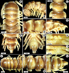 Figure 45. Orthomorpha rotundicollis Attems, 1937, ♂ syntype (A–I), ♀ syntype (J–L) of Pratinus tuberculatus Attems 1937[1]. A, B, J anterior part of body, dorsal, lateral and dorsal views, respectively C, D segments 11 and 12, dorsal and lateral veiws, respectively K segments 10 and 11, dorsal view E–F, L posterior part of body, lateral, dorsal, ventral and dorsal views, respectively H, I sternal cones between coxae 4, subcaudal and sublateral views, respectively.