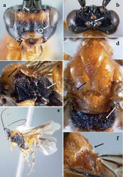 Figure 1. Crassomicrodus apicipennis. Female a anterior view of head, arrow indicates a median transverse elevation with two weakly defined lateral tubercles, ventrolateral margin of clypeus, and tentorial pit b dorsal view of head, arrow indicates groove between lateral ocelli with small foveolae c lateral view of mesosoma, arrows indicate pronotum and metapleuron d dorsal view of mesosoma, arrows indicate anterolateral edge of scutellum and propodeum e female habitus f dorsal view of scutellum, arrow indicates anterolateral edge of scutellum with a small acute projection.