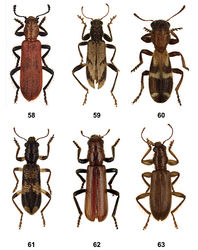 Figures 58–63. Habitus of 58 Aphelochroa sp. 59 Caridopus sp. 60 Dozocolletus discophorus 61 Gyponyx sp. 62 Languropilus fortipes 63 Neorthrius sp.