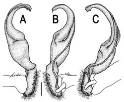 Figure 113. Orthomorpha butteli Carl, 1922, ♂ holotype of Orthomorpha consocius Chamberlin, 1945. A, B, C right gonopod, lateral, mesal and subcaudal views, respectively. Scale bar: 0.2 mm.