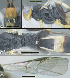 Figure 18. Camptothlipsis annemariae sp. n. a anterior head b lateral head and mesosoma c dorsal mesosoma and metasomal terga 1 and 2 d fore wing.