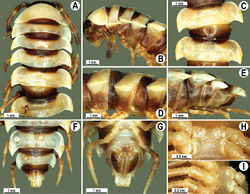 Figure 74. Orthomorpha subkarschi Golovatch, 1998, ♂ holotype. A, B anterior part of body, dorsal and lateral views, respectively C, D segments 8 and 9, dorsal and lateral views, respectively E-F posterior part of body, lateral, dorsal and ventral views, respectively H, I sternal cones between coxae 4, subcaudal and sublateral views, respectively.