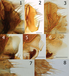 Figures 1–8. 1 Ectinorus angularis, telomere, paratype 2 Ectnorus deplexus, telomere, paratype 3 Ectinorus onychius, telomere, holotype 4 Ectinorus angularis, crochet, paratype 5 Ectinorus deplexus, crochet, holotype 6 Ectinorus onychius, crochet, holotype 7 Ectinorus angularis, anal stylet, paratype 8 Ectinorus onychius, anal stylet, paratype. Scale = 100µ