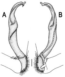 Figure 33. Orthomorpha latiterga sp. n., ♂ holotype. A, B right gonopod, lateral and mesal views, respectively. Scale bar: 0.2 mm.