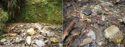 Figure 8. Habitat of Pyrocoelia prolongata Jeng & Lai female A General locality in Yako logging trail, a dry streambed at 2700 m above sea level, southern Taiwan B Close-up, indicating where the female was discovered (arrow).