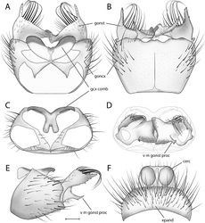 Figure 3. Acomoptera crispa sp. n., male genitalia, illustrated: A gonopods, dorsal view [691241] B gonopods, ventral view [691242] C gonocoxites, with gonostyli removed, posterior view [691244] D gonostyli, posterior view [691244] E gonopods, lateral view [691243] F epandrium, dorsal view [691240]. Scale line = 0.1 mm. Abbreviations: cerc cercus epand epandrium gcx comb gonocoxal comb goncx gonocoxites gonst gonostylus v m gonst proc ventromedial gonostylus process.