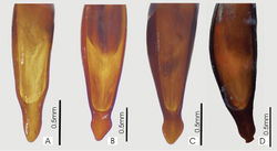 Figure 33. Male aedeagus, dorsal view of blade for A. Abacophrastus millei B Abacoleptus hobbit C Abacoleptus megalops D Abacoleptus chapes.