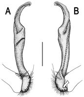 ZooKeys-131-001-g018.jpg