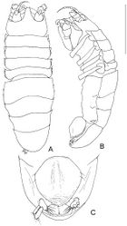 Figure 3. Dubinectes infirmus sp. n. Paratype female (ZMH 42970) A body, dorsal view B body, lateral view C pleotelson, ventral view.