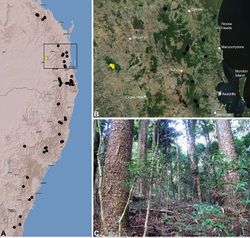 Figure 34. Austrarchaea harmsi sp. n., distribution and habitat: A, topographic map showing the known distribution of Archaeidae in south-eastern Queensland and eastern New South Wales, with collection localities for A. harmsi highlighted in yellow; B, satellite image showing detail of inset (A); C, subtropical araucarian (Araucaria bidwillii) rainforest at the type locality – Dandabah, Bunya Mountains National Park, Queensland (May 2010). Image (C) by M. Rix.