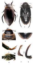 Figures 1–8. Rhantus fengi sp. n. 1 habitus, dorsal view 2 habitus, ventral view 3 head and pronotum, dorsal view 4 ventral view of 6th ventrite 5 male protarsal claws 6 ventral view of male protarsomeres 1–4 7 right paramere, inner view 8 median lobe of aedeagus, lateral view.