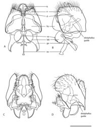 Figure 2. Heteromphrale spp. Male genitalia: A Heteromphrale blanca sp. n.: dorsal view B same, lateral view C Heteromphrale chilensis (Krober): dorsal view D same, lateral view. Scale line = 0.2 mm. Abbreviations: d distiphallus e epandrium g gonocoxite ga gonocoxal apodeme gs gonostylus h hypandrium hy hypoproct lab lateral aedeagal bulb va ventral apodeme of parameral sheath.