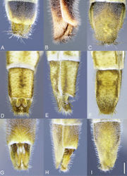 Figure 9. Heteromphrale spp., female terminalia: Heteromphrale blanca sp. n.: A dorsal view 579915 B lateral view 579916 C ventral view 579917; Heteromphrale chilensis (Kröber): D dorsal view 579926 E lateral view 579927 F ventral view 579928; Heteromphrale cyanops (Edwards): G dorsal view 579936 H lateral view morphbank 579937 I ventral view 579938. Scale line = 0.25 mm.