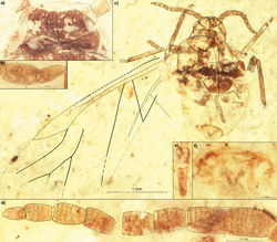 Figure 1. Rasnitsynaphis ennearticulata sp. n., PIN 3064/2109(2211) (holotype): a head, dorsal view b VIII and IX segment of right antenna, ventral view c body, ventral view d flagellum of left antenna, ventral view e apical segment of rostrum, ventral view f apical part of abdomen with ovipositor, ventral view.