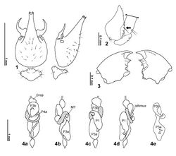 Figures 1–4. Acangaobitermes krishnai gen. et sp. n. 1 soldier head and pronotum in dorsal and profile view 2 soldier coxa in frontal view (arrow: keel shape projection) 3 worker mandibles 4 worker digestive tube in situ, a: dorsal view, b: right view, c: ventral view, d: left view and e: paunch in left view. MT= Mesenteric tongue; P1= first proctodeal segment (ileum); P3a and b = third proctodeal segment (paunch); P4a= first part of fourth proctodeal segment (colon).