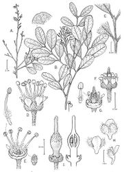 Figure 1. Matayba ayangannensis A Branch with staminate flowers B Branch with pistillate flowers C Distal portion of leaf rachis showing distal process and bases of 4 leaflets D Staminate flower E Staminate flower with part of perianth removed to show nectary disc, stamens and pistillode; detail of pistillode F Pistillate flower G Pistillate flower with part of perianth removed to show nectary disc and gynoecium; detail of staminode H Abaxial, adaxial and lateral views of petal with appendages I Pistillate flower with partly developed gynoecium, l. s. of same. All from Tillet 45080 (NY).