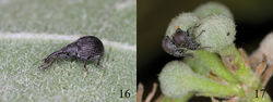 Figures 16–17. Pseudaspidapion botanicum Alonso-Zarazaga & Wang sp. n. 16 female resting on underside of leaf 17 female boring a bud for oviposition, with guarding male.