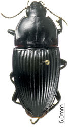 Figure 34. Habitus image, Euryabax colossus, holotype.