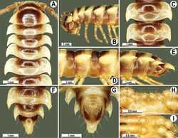 Figure 97. Orthomorpha isarankurai sp. n., ♂ holotype. A, B anterior part of body, dorsal and lateral views, respectively C, D segments 10 and 11, dorsal and lateral views, respectively E–F posterior part of body, lateral, dorsal and ventral views, respectively H, I sternal cones between coxae 4, subcaudal and sublateral views, respectively.