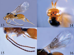 Figures 13–16. Ismarus dorsiger 13 habitus, lateral view 14 head, dorsal view 15 antennae 16 fore wing.