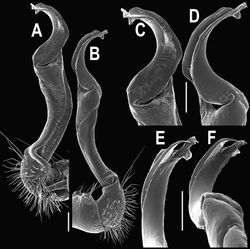 Figure 29. Orthomorpha atypica sp. n., ♂ holotype. A, B right gonopod, mesal and lateral views, respectively C-F distal part of right gonopod, mesal, lateral, suboral and subcaudal views, respectively. Scale bar: 0.2 mm.