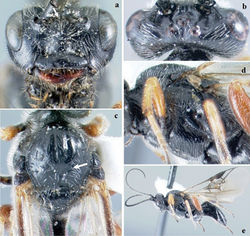 Figure 9. Crassomicrodus muesebecki. Female a anterior view of head, arrows indicate a median transverse elevation with two weakly defined tubercles b dorsal view of head c dorsal view of mesosoma, arrow indicates notauli not impressed d lateral view of mesosoma e female habitus.