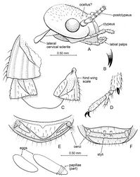 Figure 4. Detail of Prostylotermes kamboja Engel & Grimaldi, gen. et sp. n. (Tad-321C). A Head in lateral aspect B Tip of lacinia C Dorsal view of wing scales (female specimen) D Meso-pretarsus, mesotarsus, and extreme apex of mesotibia (female specimen) E Apex of female abdomen, ventral view, with detail of eggs preserved at abdominal apex F Apex of male abdomen, ventral view. Scale bars are identical and apply to all figures except the detail enlargements of B and D.