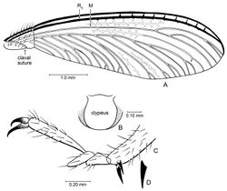 Figure 3. Details of Parastylotermes krishnai Engel & Grimaldi, sp. n., holotype (Tad-277). A Forewing venation B Clypeus (from Tad-96) C Pretarsus, tarsus, and extreme apex of tibia D Detail of spur.