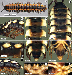 Figure 28. Orthomorpha atypica sp. n., ♂ holotype. A habitus, live coloration B, C anterior part of body, dorsal and lateral views, respectively D, E segments 10 and 11, dorsal and lateral views, respectively F, G, H posterior part of body, dorsal, ventral and lateral views, respectively I, J sternal cones between coxae 4, subcaudal and sublateral views, respectively.