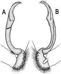 Figure 50. Orthomorpha tenuipes (Attems, 1898), ♂ lectotype. A, B right gonopod, lateral and mesal views, respectively.