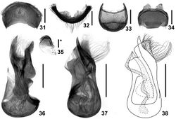 Figures 31–38. Details of Intestinarius longiceps, male. 31 tergite VII 32 same, anterior view 33 tergite VIII 34 sternite VIII 35 sternite IX 36 aedeagus, lateral view 37–38 same, dorsal view. Scales: 0.2 mm (scale with ‘*’ = 0.1 mm).